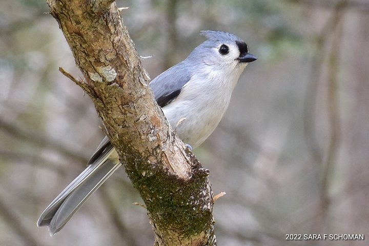 Chickadee